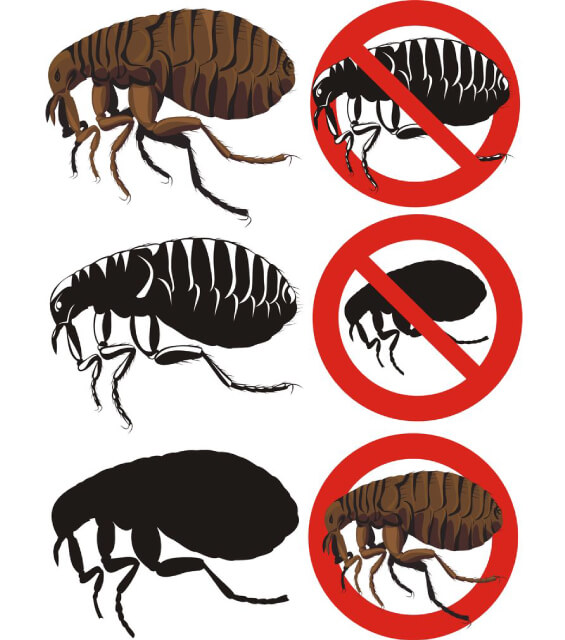 達鑫環衛的病媒防治須知圖片