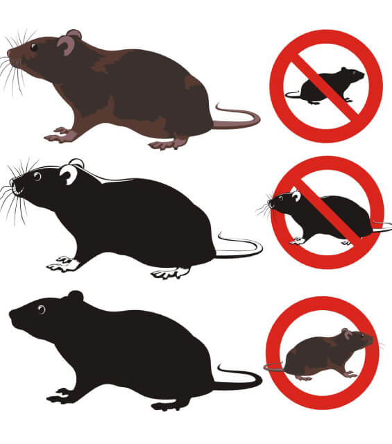 達鑫環衛的病媒防治須知圖片